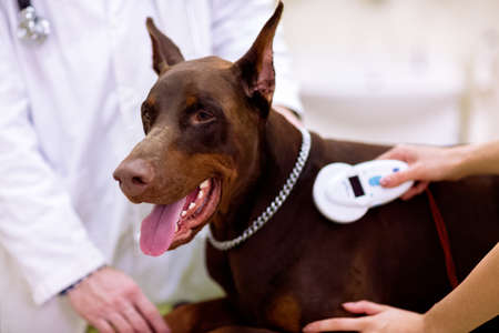 Control chip at dogs neck, veterinarian check information about dogの写真素材