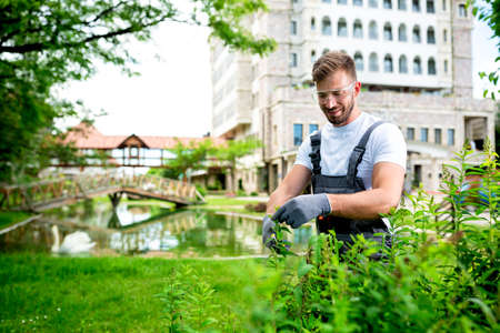 Handsome gardener trimming the bushes using bush scissors