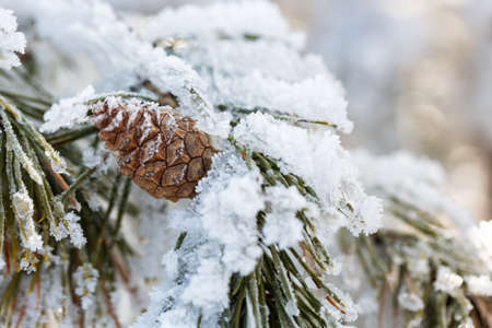 Close up of pinecone covered with snow, winter conceptの写真素材
