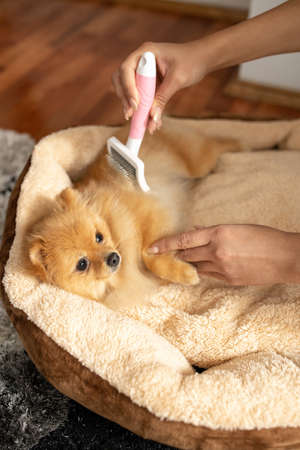 Pretty cute dog getting a beauty treatment with a grooming brush, human dog concept