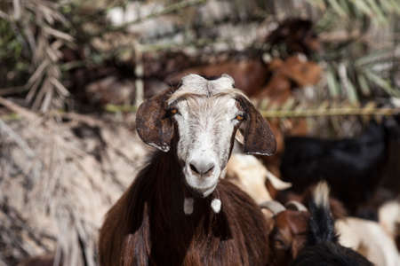 Brown domestic goat in the sultanate of Omanの写真素材