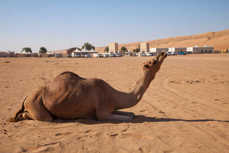 Camel with in the  desert camp in Oman 