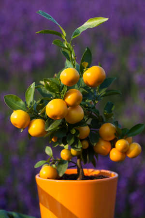 tree with many little oranges and green leaves before lavender fieldの写真素材