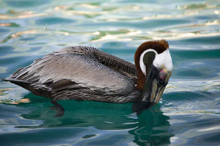 Pelican in Tropical island - winter 2009の写真素材
