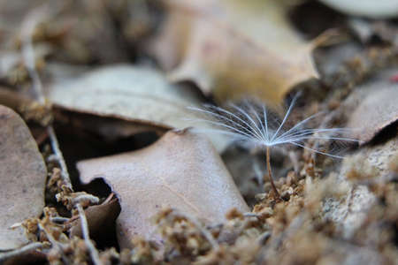 Dandelion seed in dead leavesの写真素材