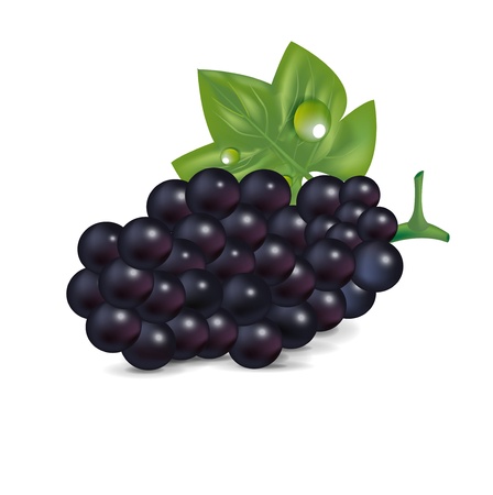 single grape isolated on white backgroundのイラスト素材