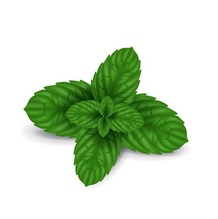 mint leaves isolated on white backgroundのイラスト素材