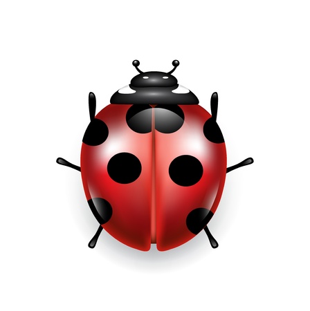 lady bug isolated on white backgroundのイラスト素材