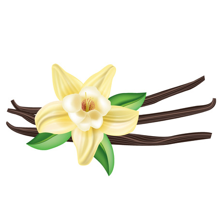 vanilla flower with sticks and leaves isolated on whiteのイラスト素材