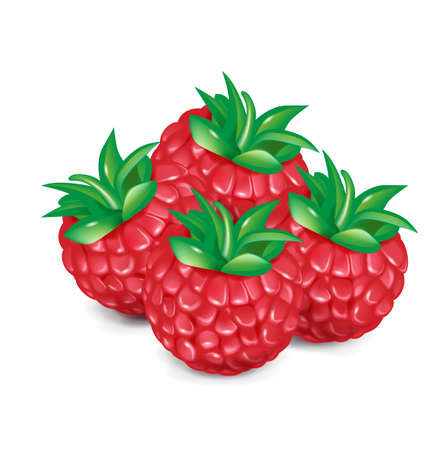 group of berries isolated on white backgroundのイラスト素材
