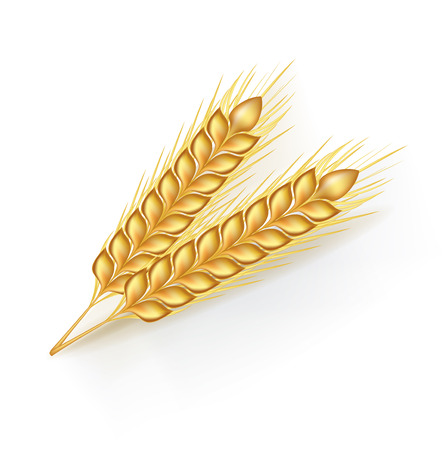 two whole grains isolated on white backgroundのイラスト素材