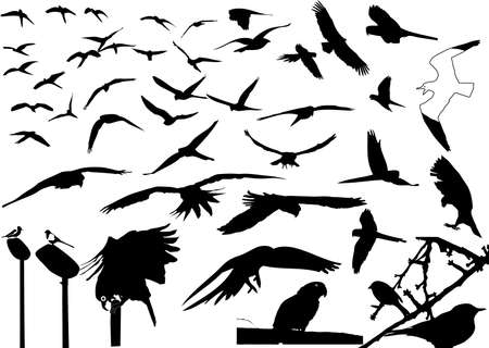 birds silhouetteのイラスト素材