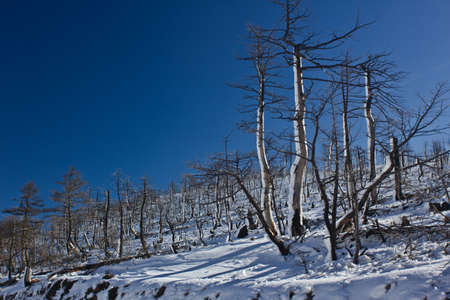Burnt trees covered in snowの写真素材