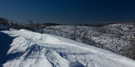 Burnt forest covered in snowの写真素材