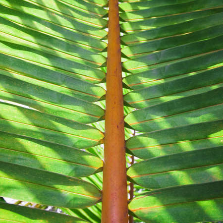 Tropical vegetation. The focus is on the central part of the stem. Useful as a background. 