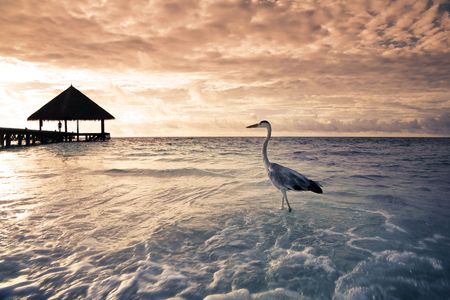 tropical beach: flamingo at the dawn. Dramatic skyの写真素材