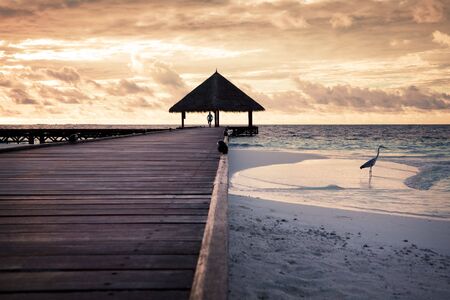 tropical beach: flamingo at the dawn. Man in the backgroundの写真素材