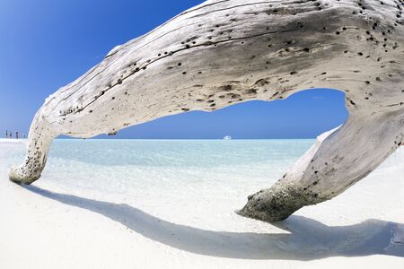 tropical beach: tree trunk left on the sand. Some people on the leftの写真素材
