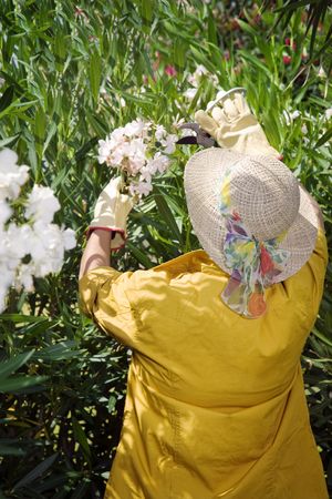 Rear view of senior woman pruning flowers in gardenの写真素材