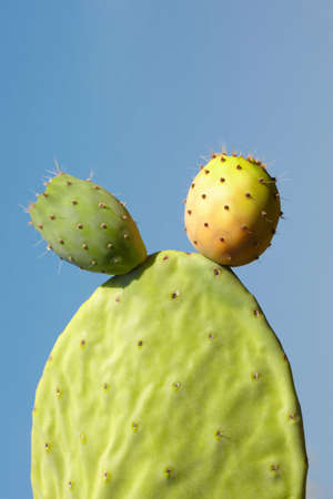 close up of indian figs against blue sky. Copy spaceの写真素材