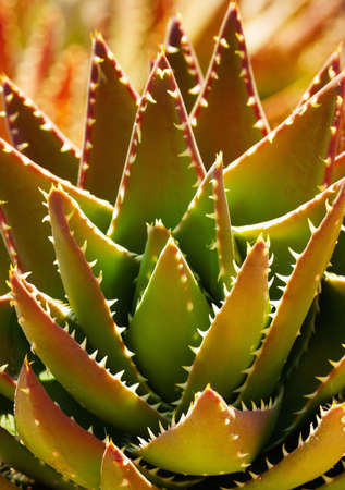 close up of aloe mitriformis plant. Selective focusの写真素材