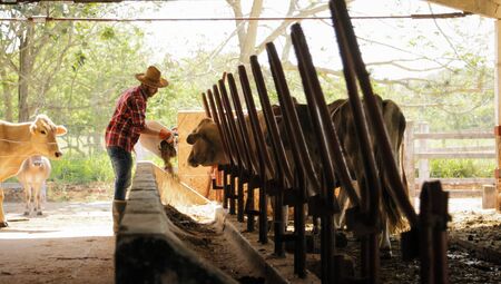 Everyday life for farmer with cows in the countryside. Peasant work in South America with livestock in family country ranch. Manual job with man feeding cattle in small farm.の写真素材