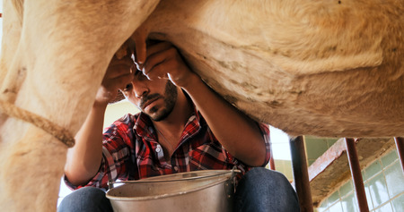 Everyday life for farmer in the countryside. Peasant work in Latin America with livestock in family country ranch. Man milking dairy cow by hand for milk production.の写真素材