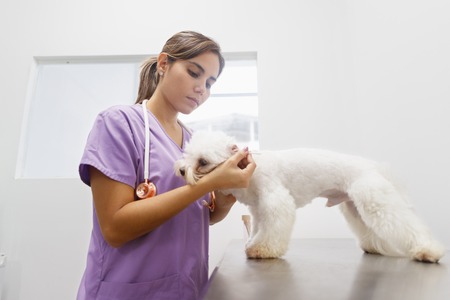 Doctor cleaning dog ear in clinic for veterinarian profession