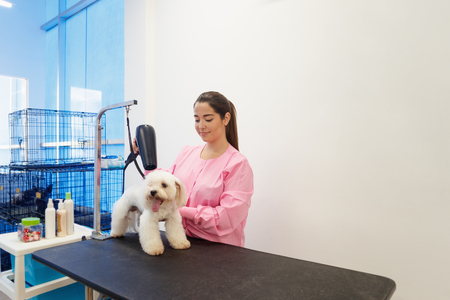 Woman at work in pet store and grooming dogの写真素材