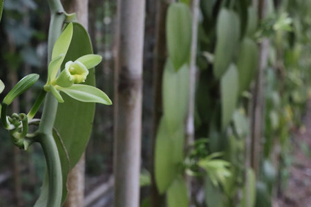 vanilla orchid flower