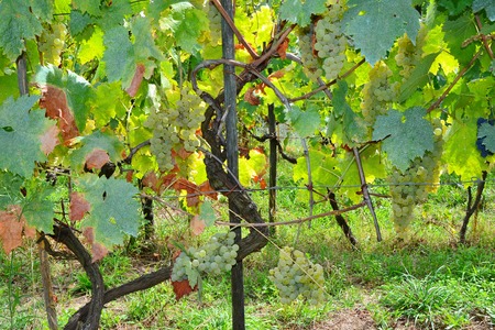 bunches of grapes ripeningの写真素材