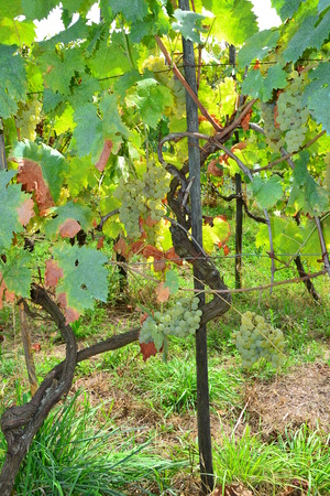 bunches of grapes ripeningの写真素材