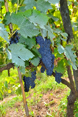 bunches of grapes ripeningの写真素材