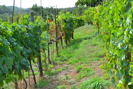 bunches of grapes ripeningの写真素材
