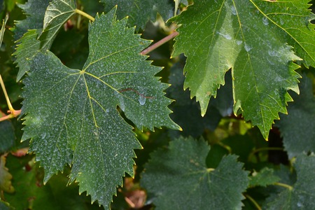 bunches of grapes ripeningの写真素材
