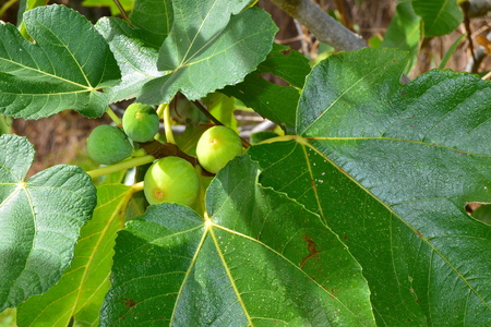 figs on plantの写真素材