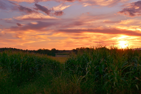 corn fields at sunsetの写真素材