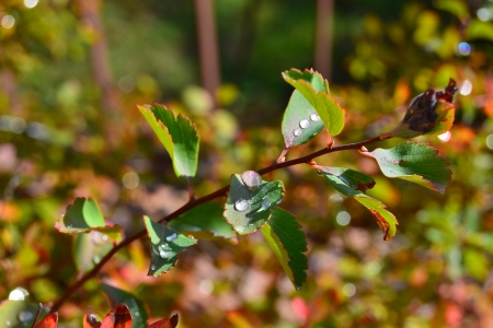 dew drops on leaves of hawthornの写真素材