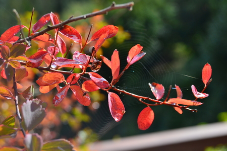 dew drops on leaves of hawthornの写真素材