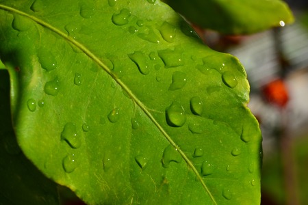 dew drops on lemon leavesの写真素材