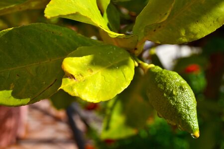 dew drops on lemonの写真素材