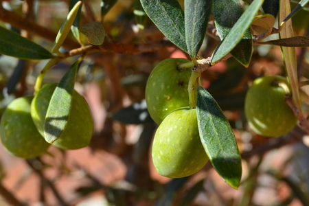 olives on the treeの写真素材
