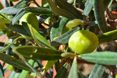olives on the treeの写真素材