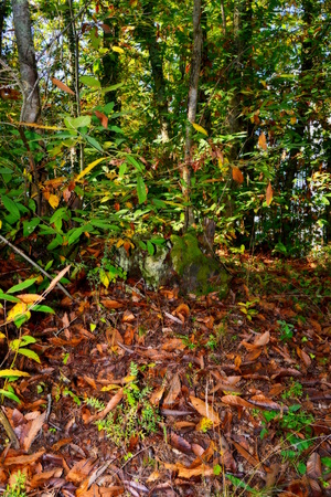 chestnut woods in autumnの写真素材