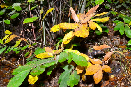 chestnut woods in autumnの写真素材