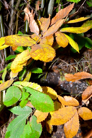 chestnut woods in autumnの写真素材
