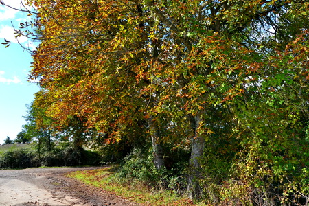 chestnut woods in autumnの写真素材