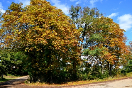 chestnut woods in autumnの写真素材