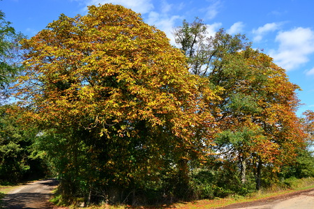 chestnut woods in autumnの写真素材