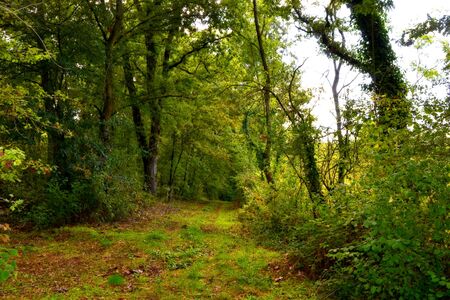 chestnut woods in autumnの写真素材